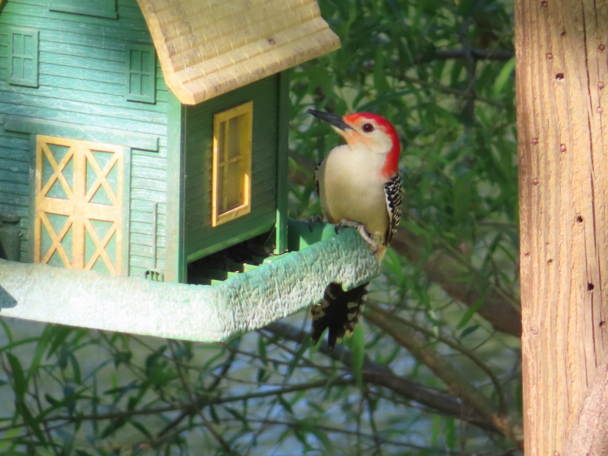 Red-bellied Woodpecker - ML442779031