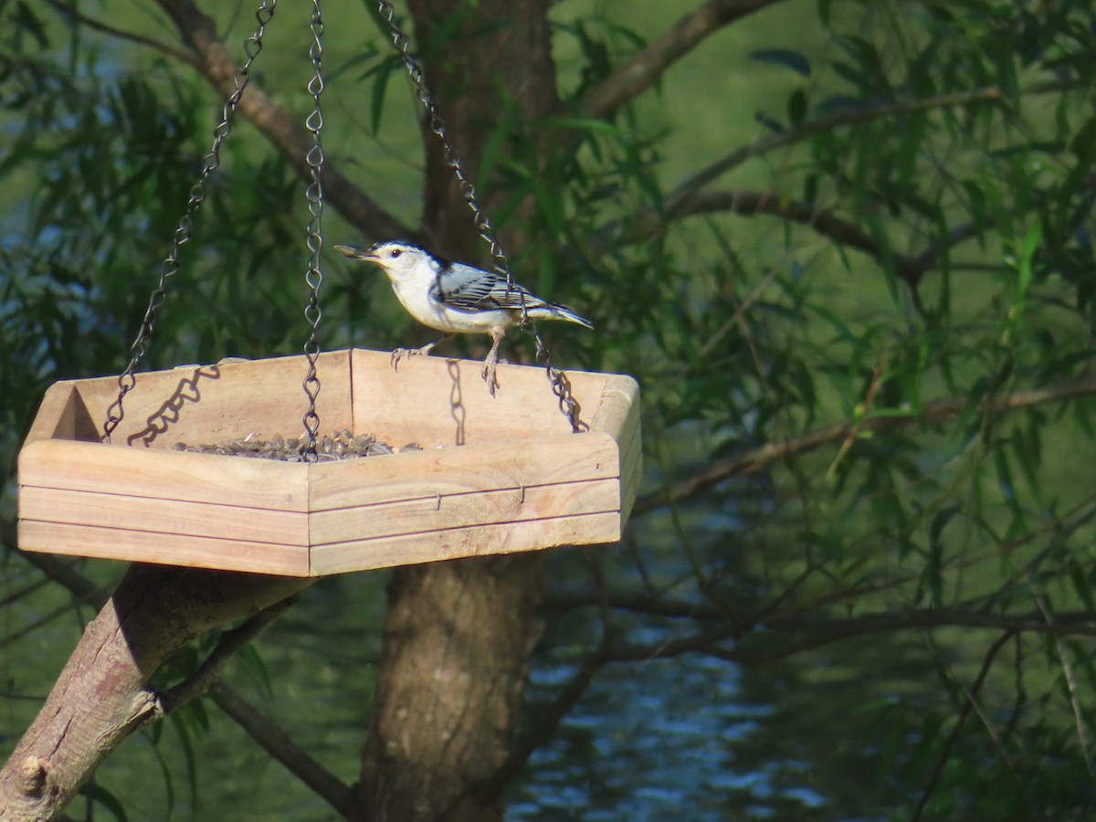 White-breasted Nuthatch - Fran Loyd