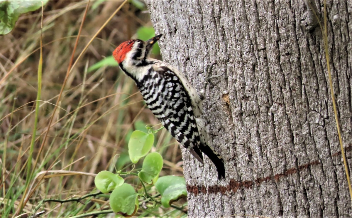 Ladder-backed Woodpecker - ML442779511