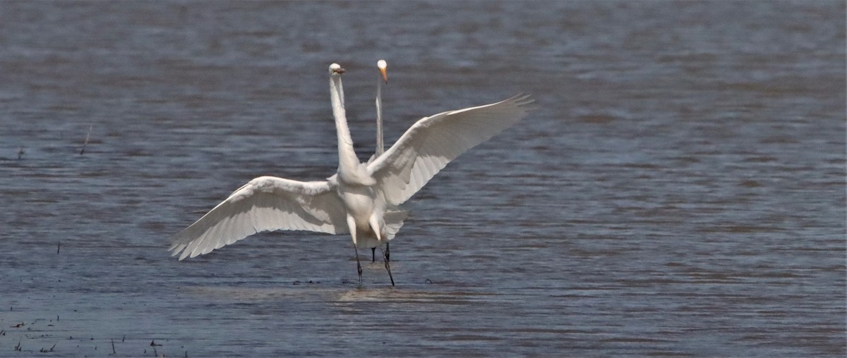 Great Egret - ML442779661