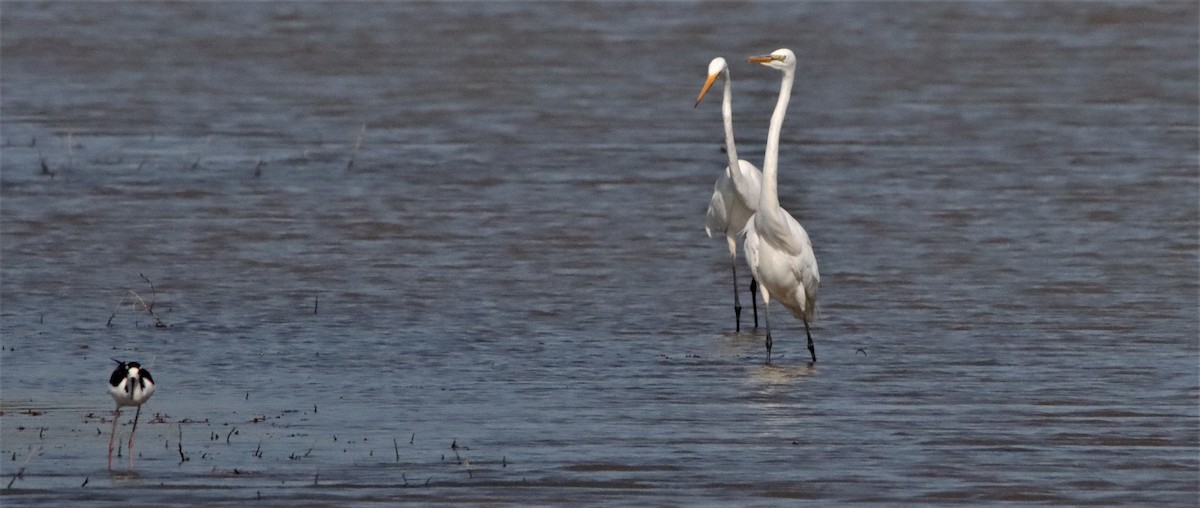 Great Egret - ML442779701