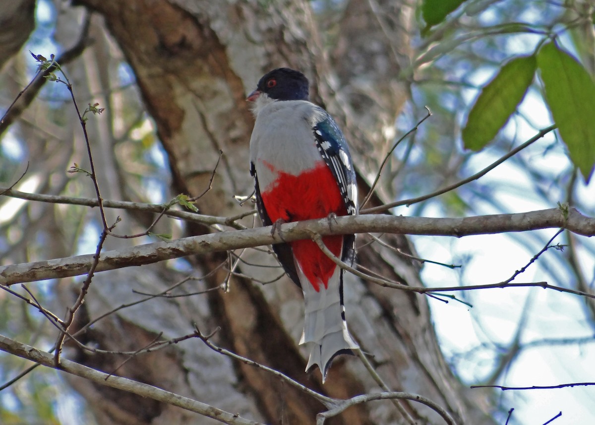 Cuban Trogon - ML44278151