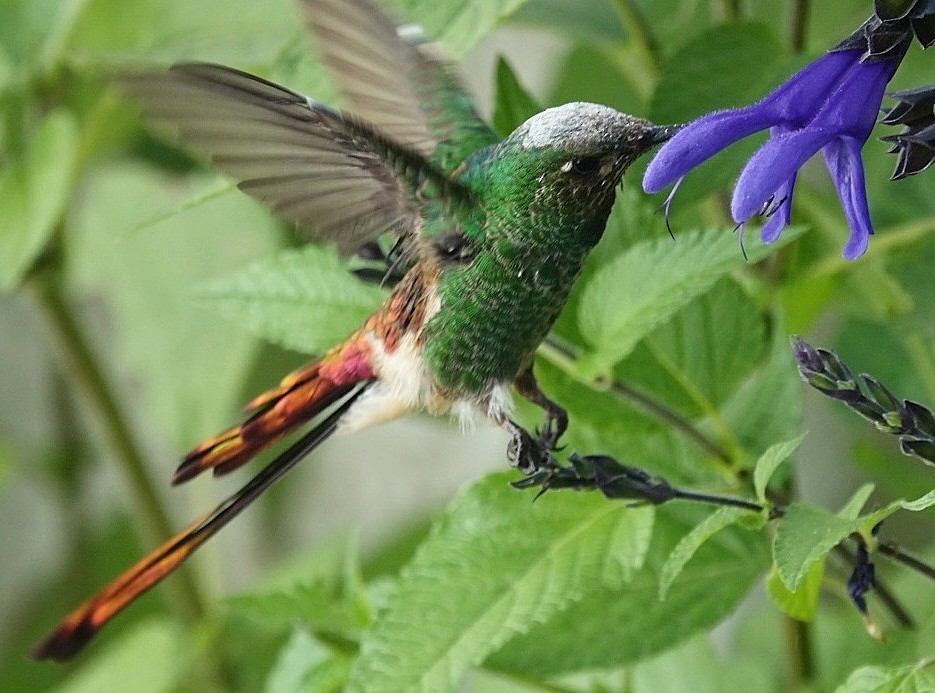 Red-tailed Comet - ML442781561