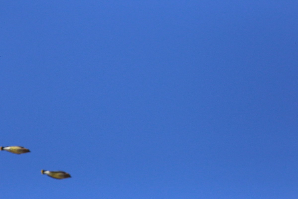 Cedar Waxwing - ML442781591
