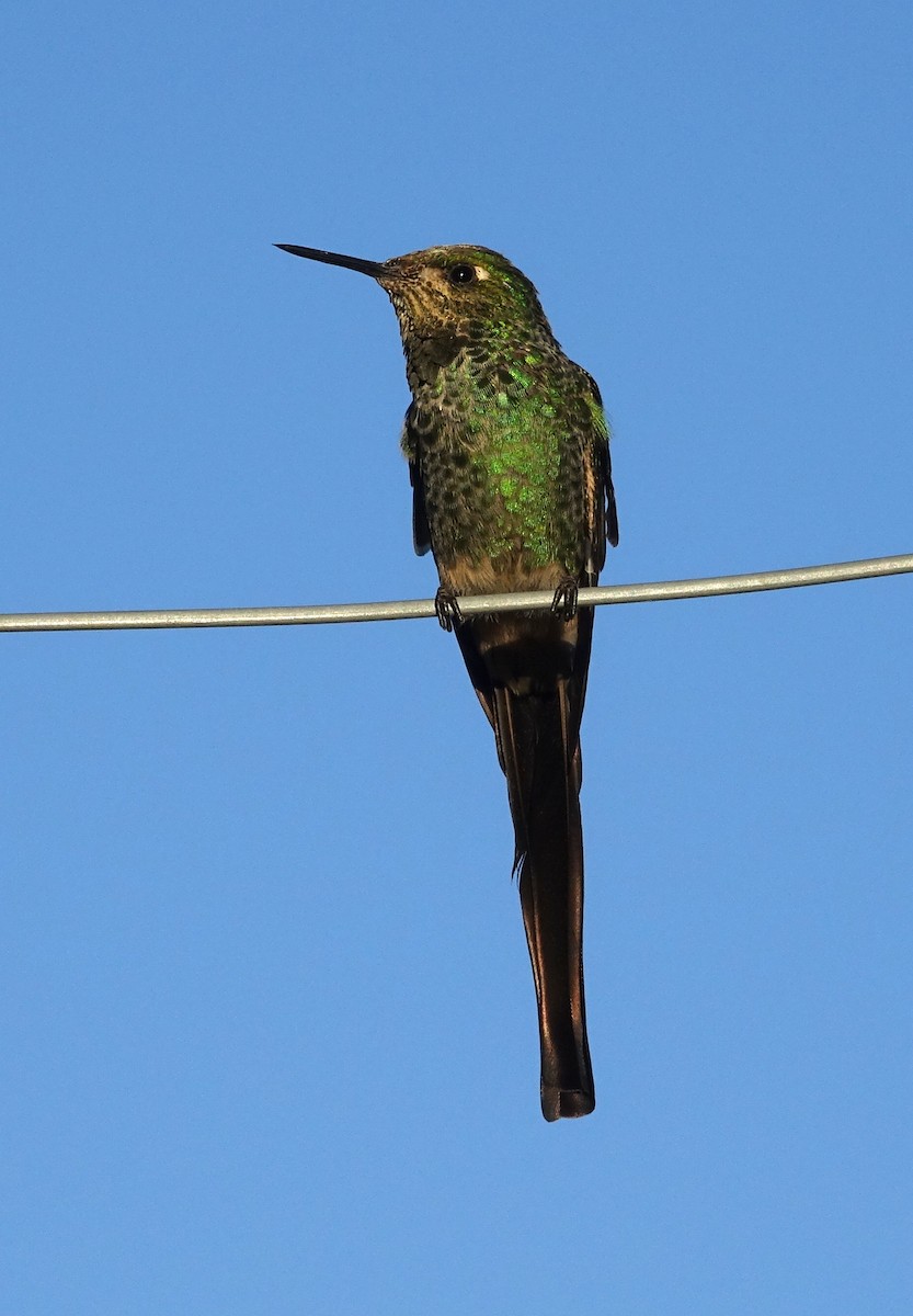 Red-tailed Comet - ML442781631