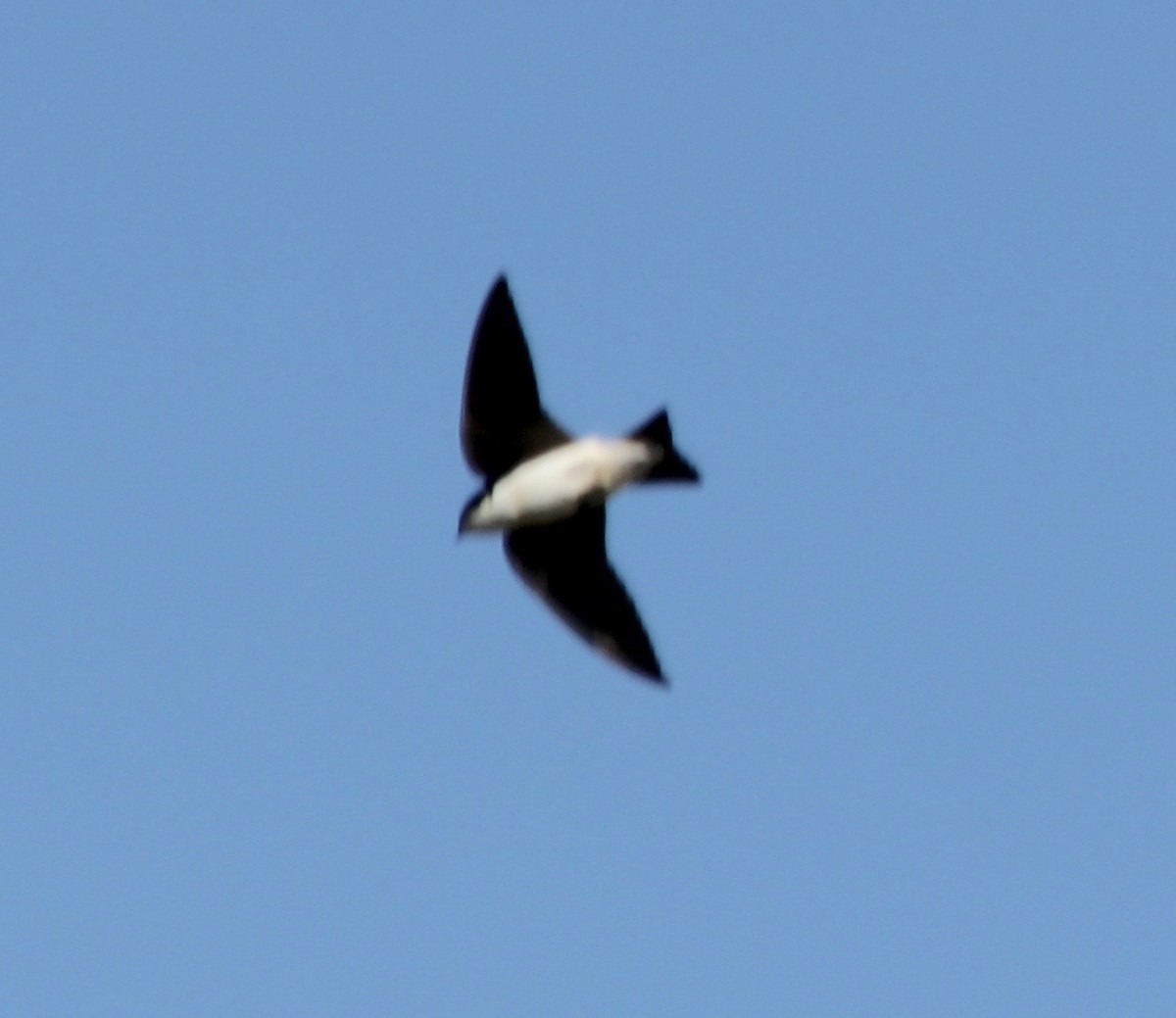 Golondrina Bicolor - ML442783131