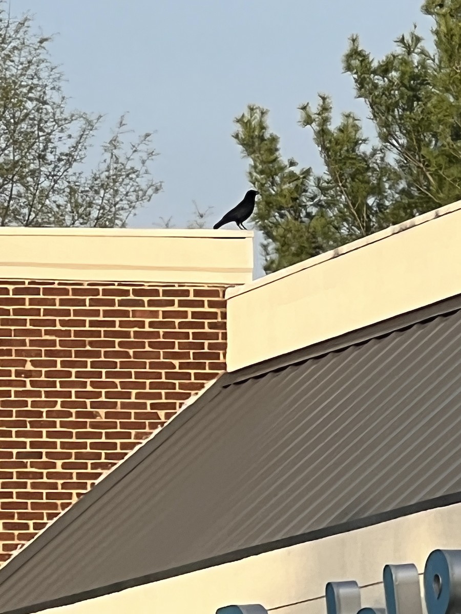 American Crow - ML442784231