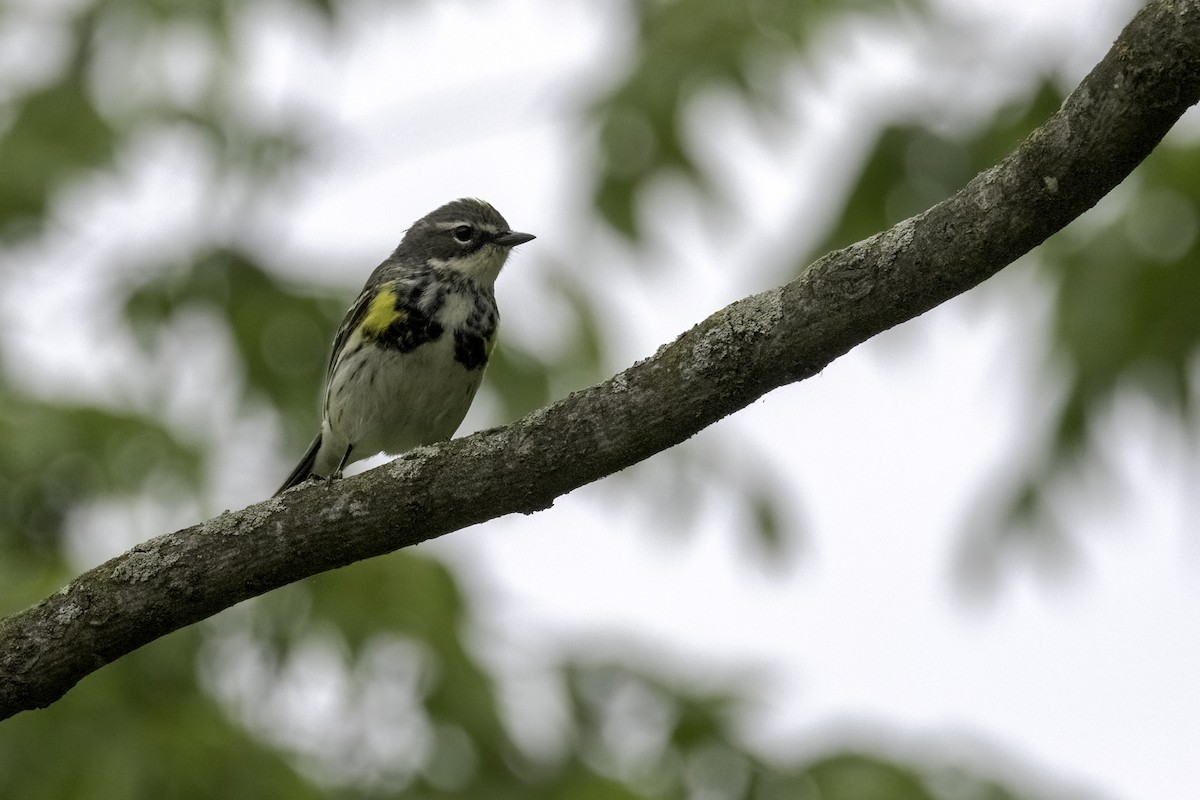 Yellow-rumped Warbler - ML442785821