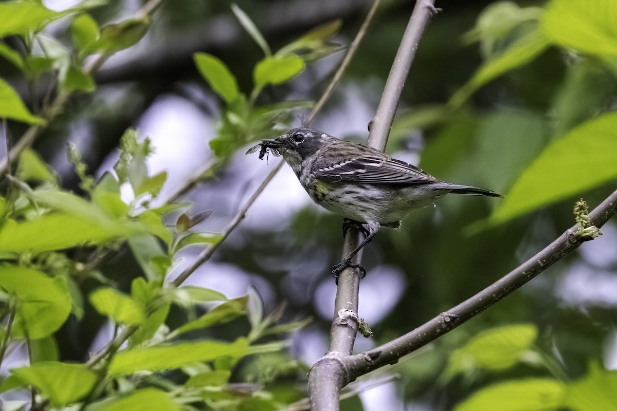 Yellow-rumped Warbler - ML442785881