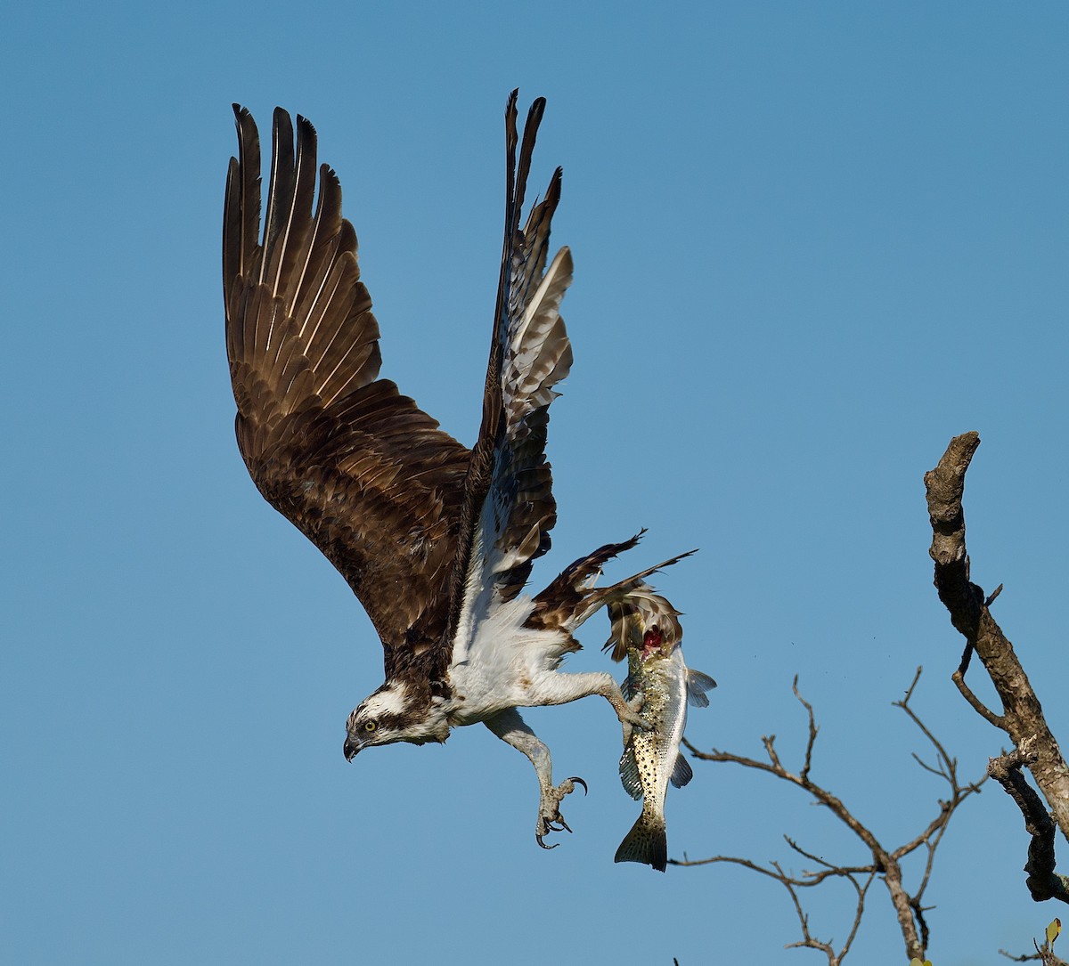 Osprey - ML442785921