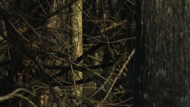 puštík proužkovaný - ML442786