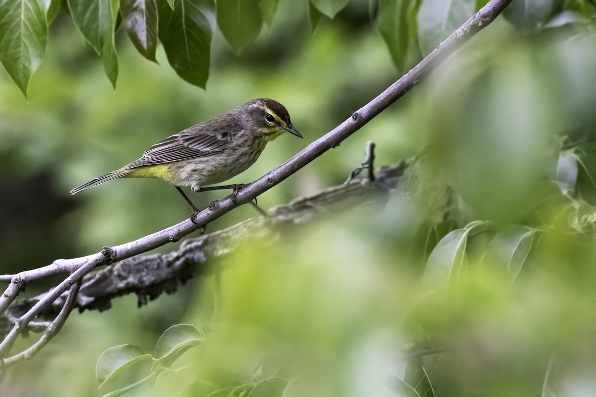 Palm Warbler - ML442786041