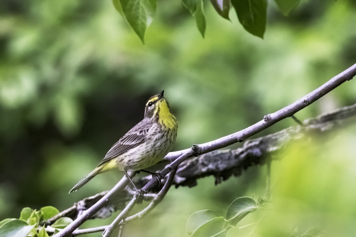 Palm Warbler - ML442786051