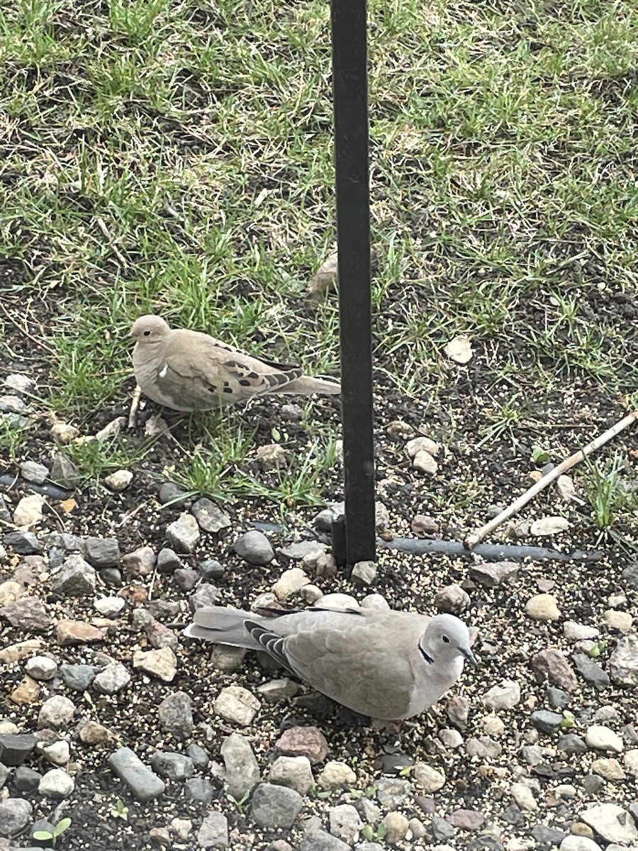 Eurasian Collared-Dove - Brad Nelson II