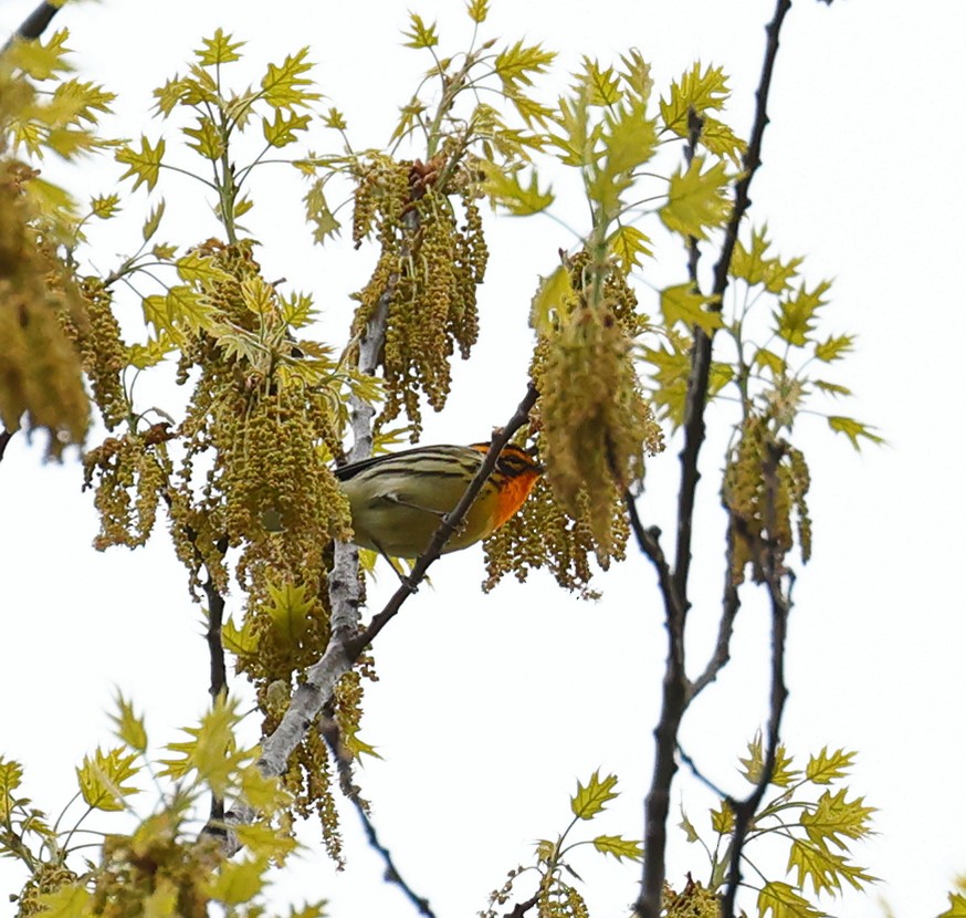 Blackburnian Warbler - Evan Vaeth