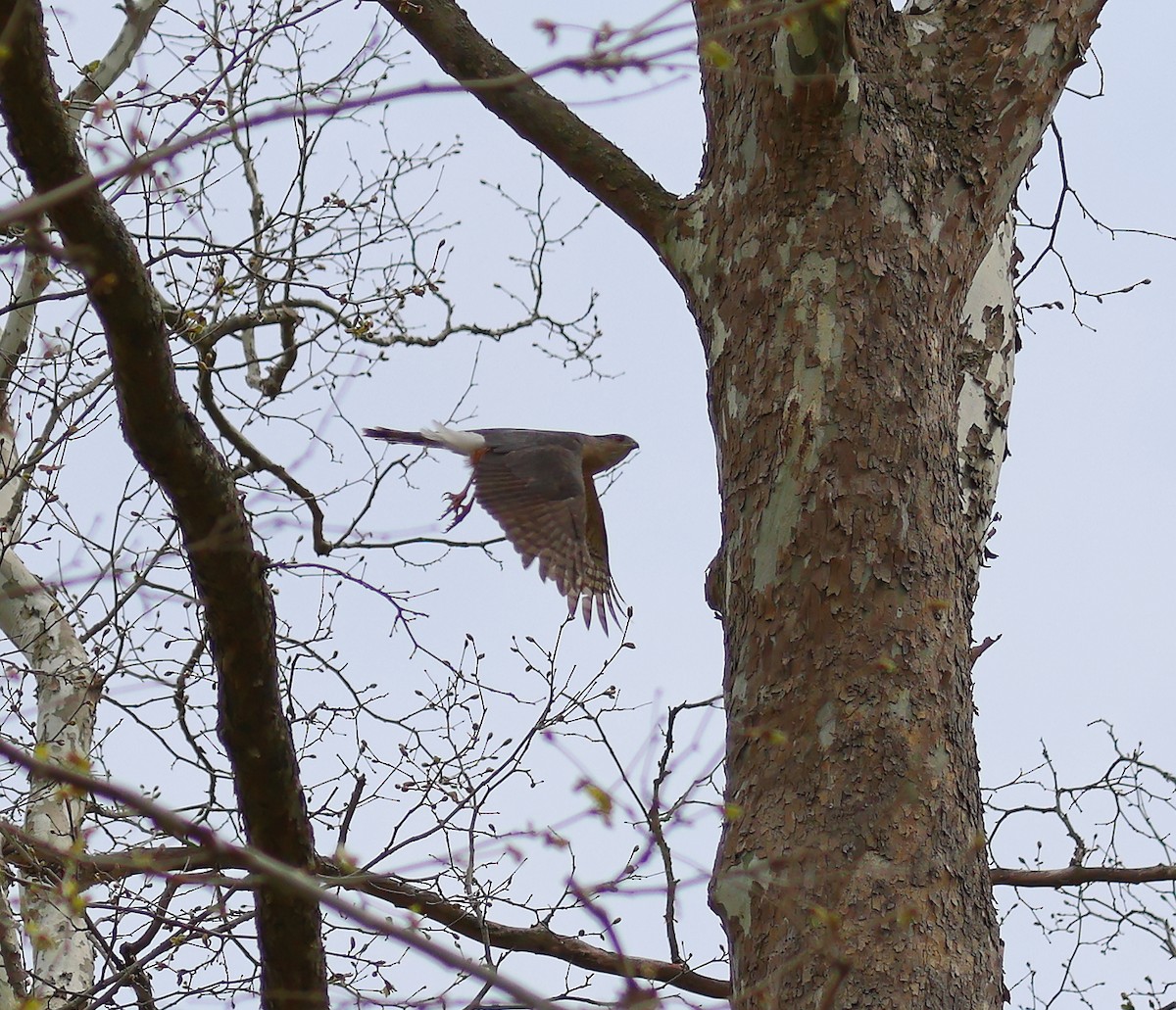 Cooper's Hawk - Evan Vaeth