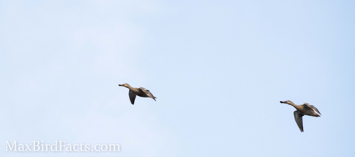 Northern Shoveler - Maxfield Weakley