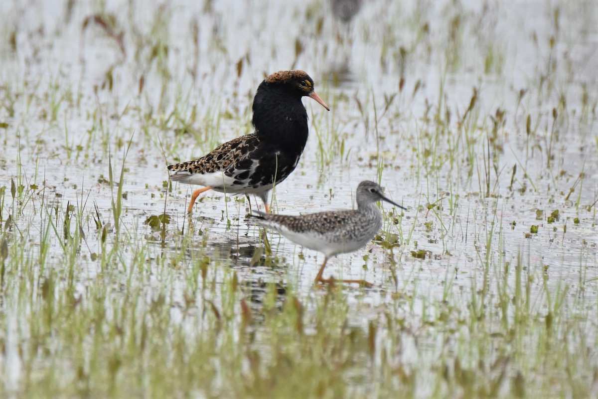 Ruff - Mary-Ann Ingrao