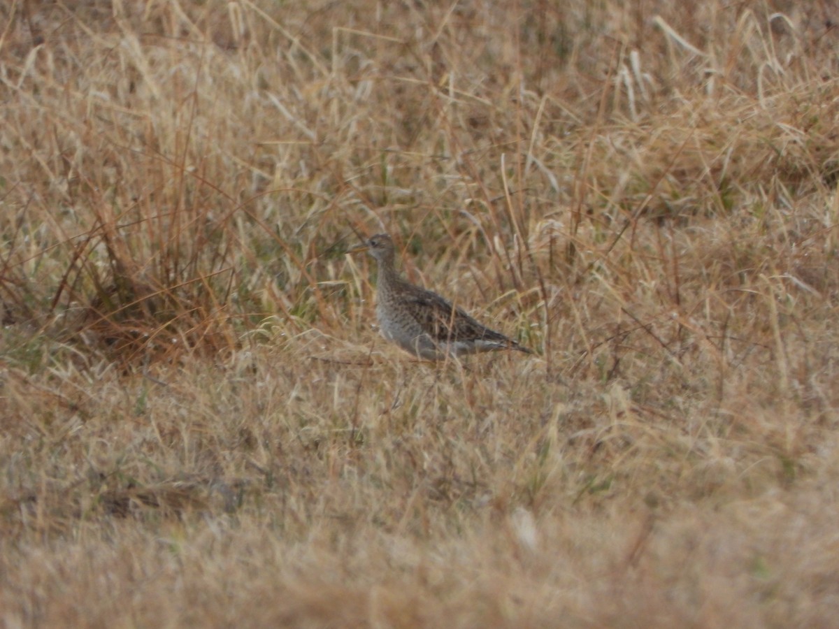 Upland Sandpiper - ML442789821