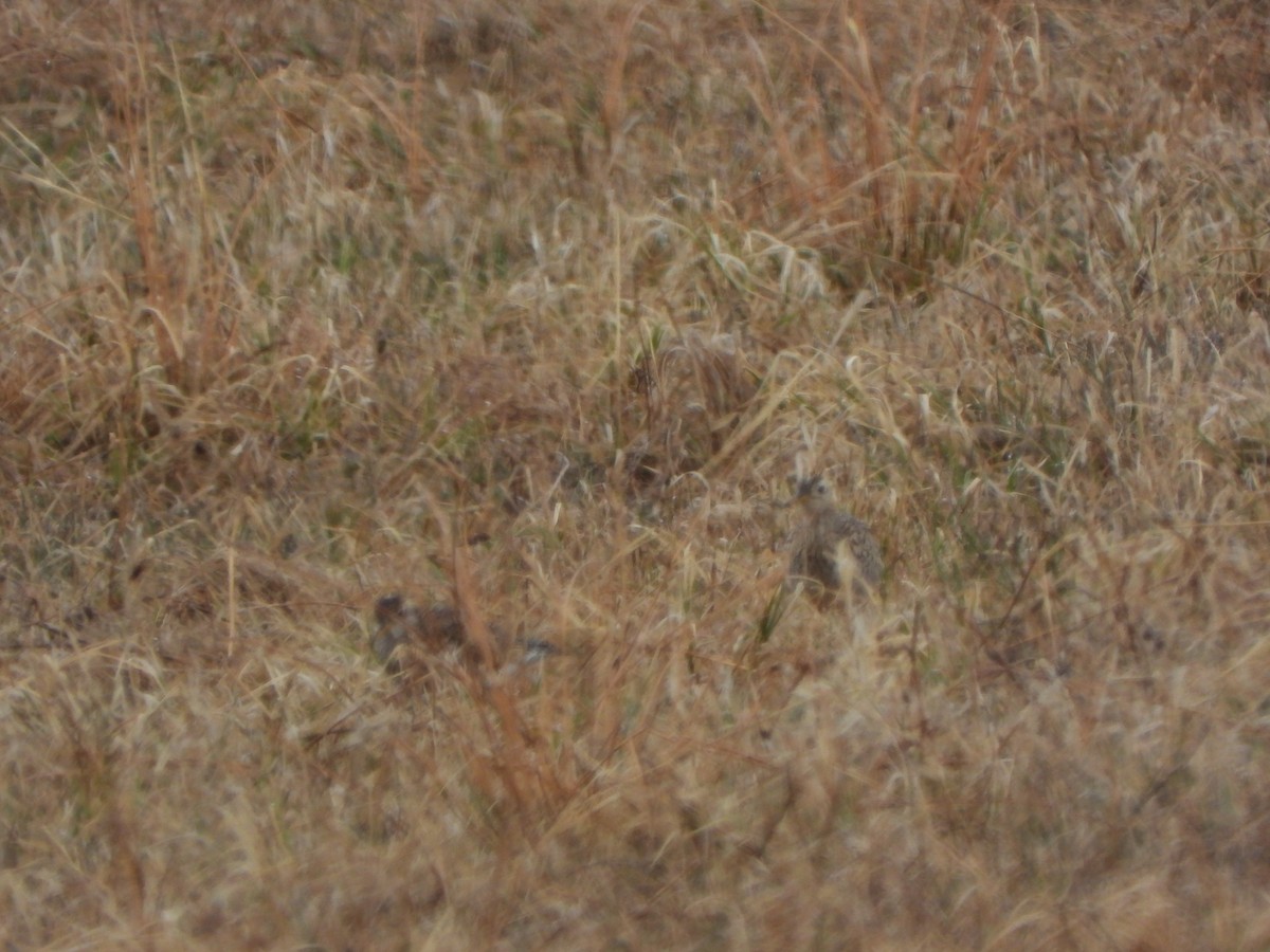 Upland Sandpiper - Amy B