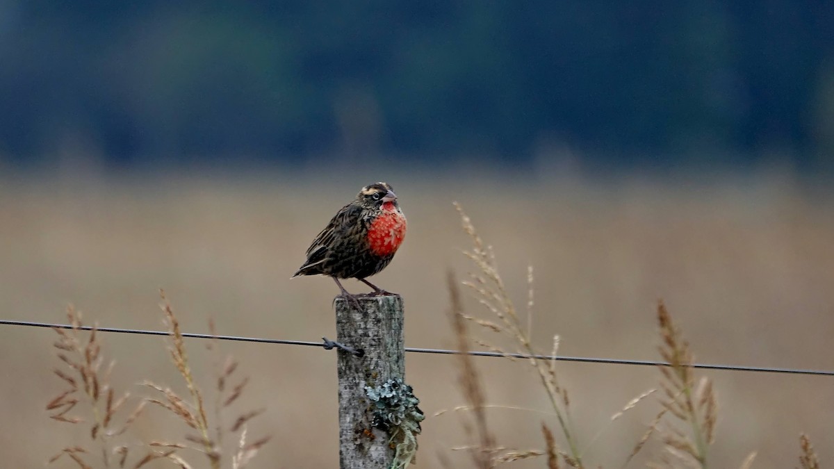 White-browed Meadowlark - ML442789971