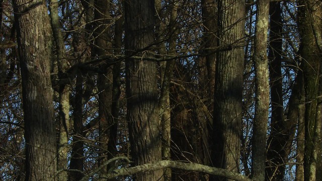 puštík proužkovaný - ML442790