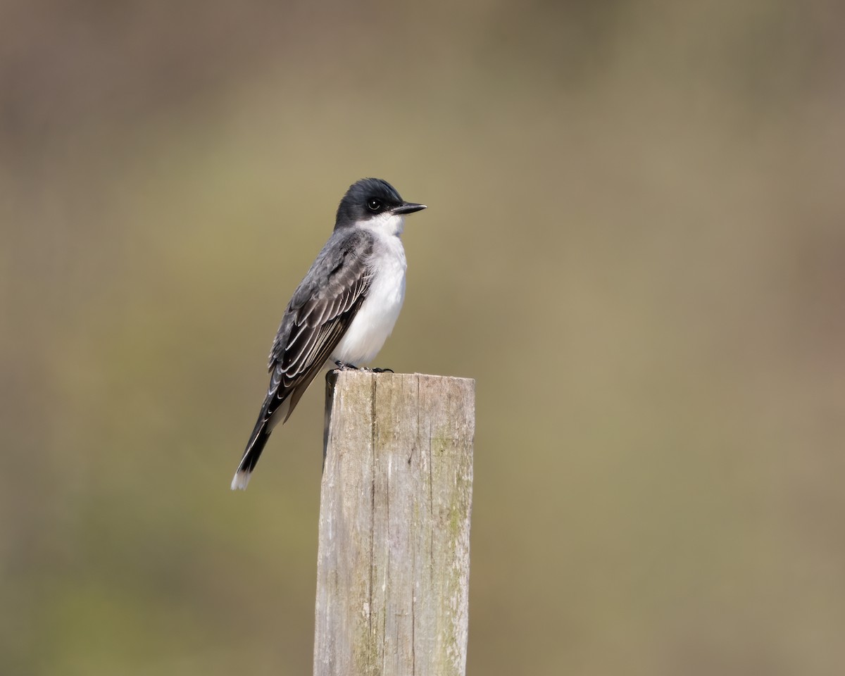 Eastern Kingbird - Susan Logan Ward