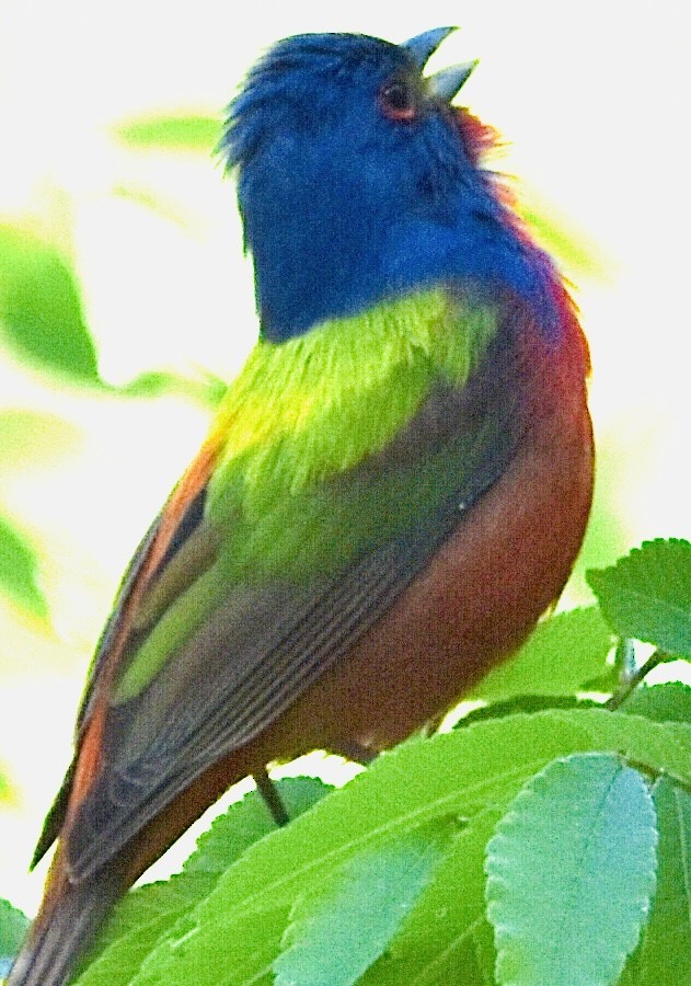 Painted Bunting - ML442794741