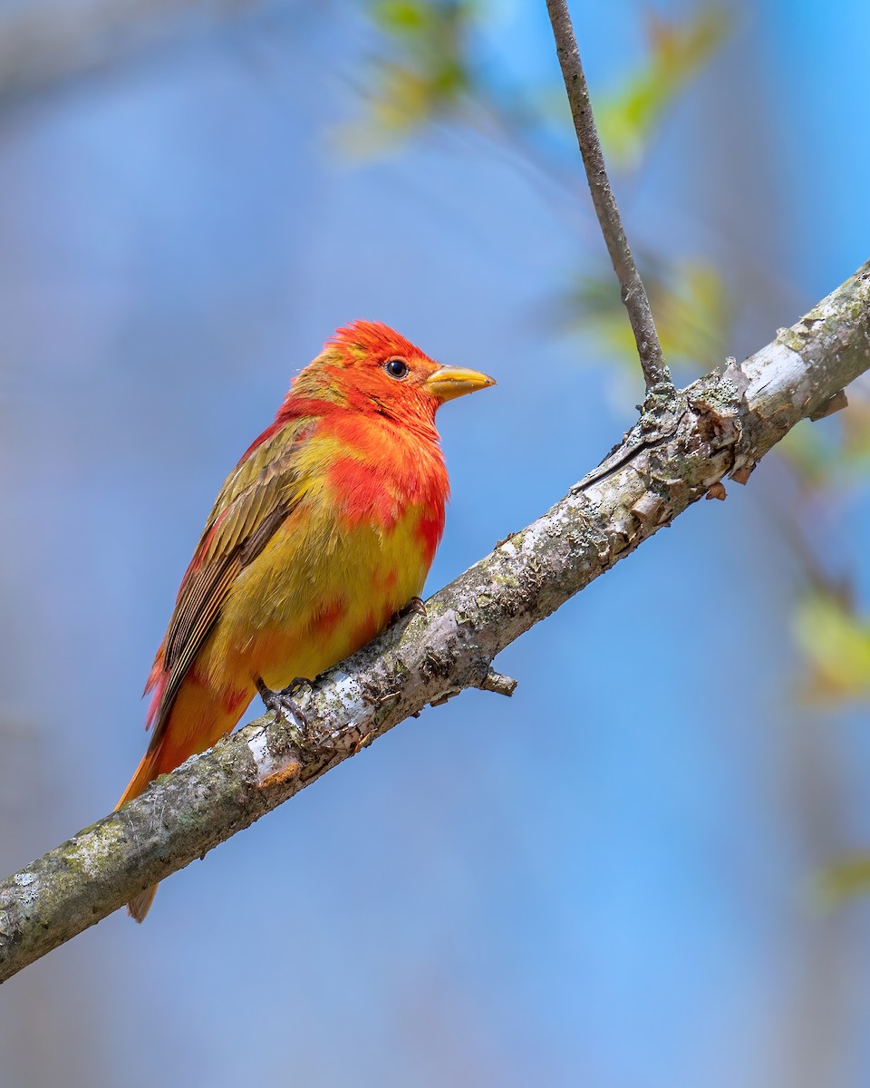 Summer Tanager - Joshua Vardous