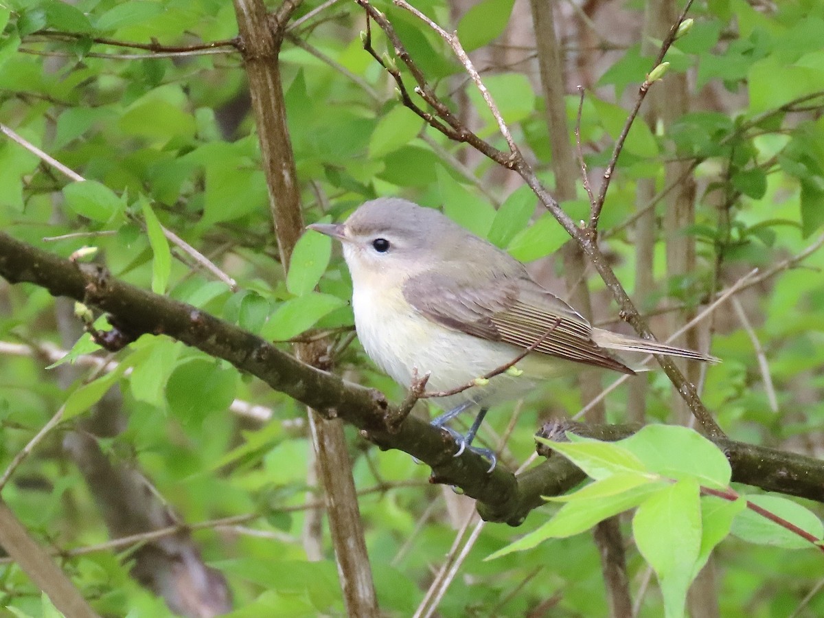 Warbling Vireo - ML442795111