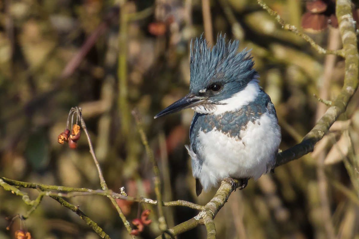 Belted Kingfisher - ML44279521