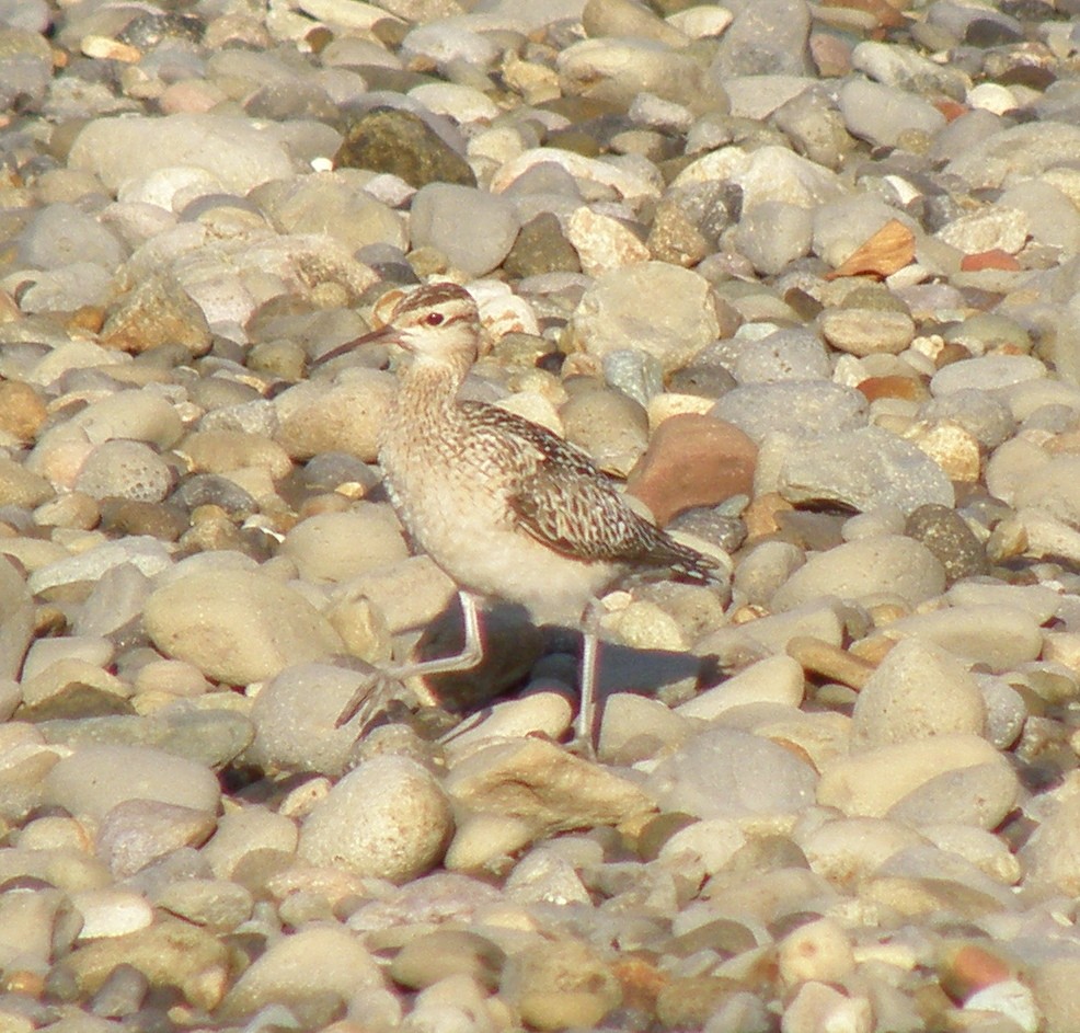 Little Curlew - Colin Trainor