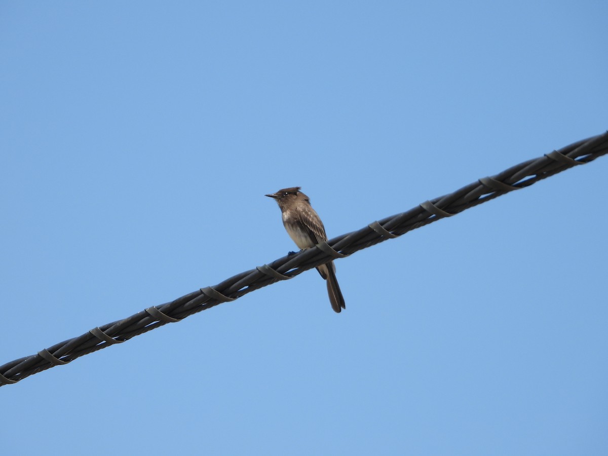 Eastern Phoebe - ML442795831