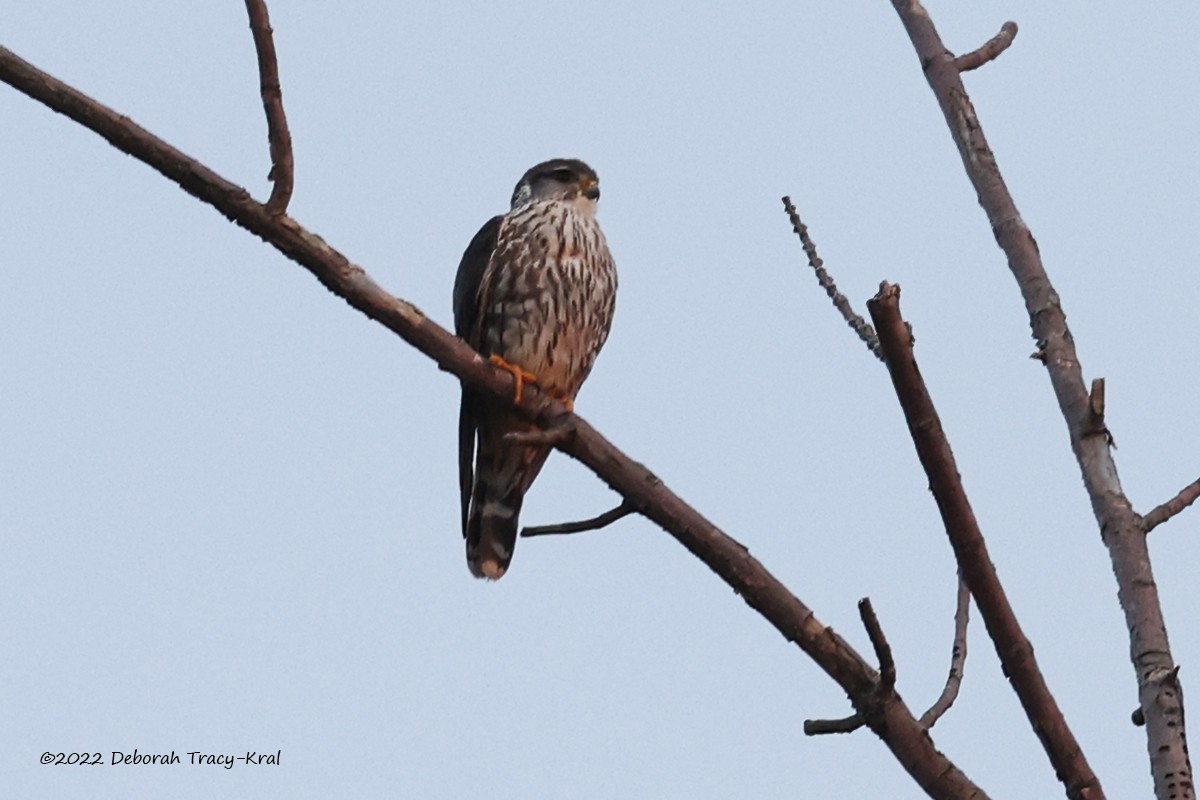 Merlin - ML442795931