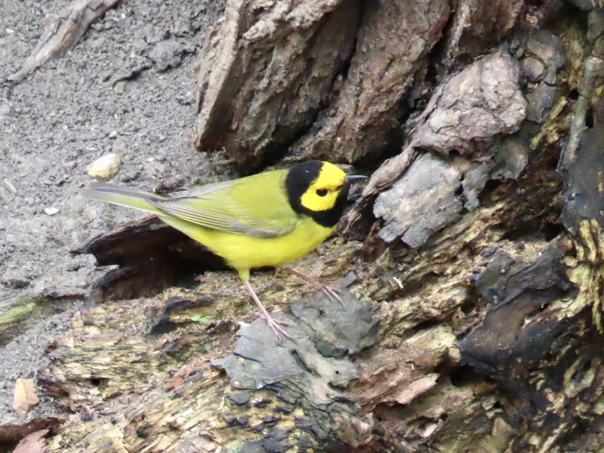 Hooded Warbler - ML442795941