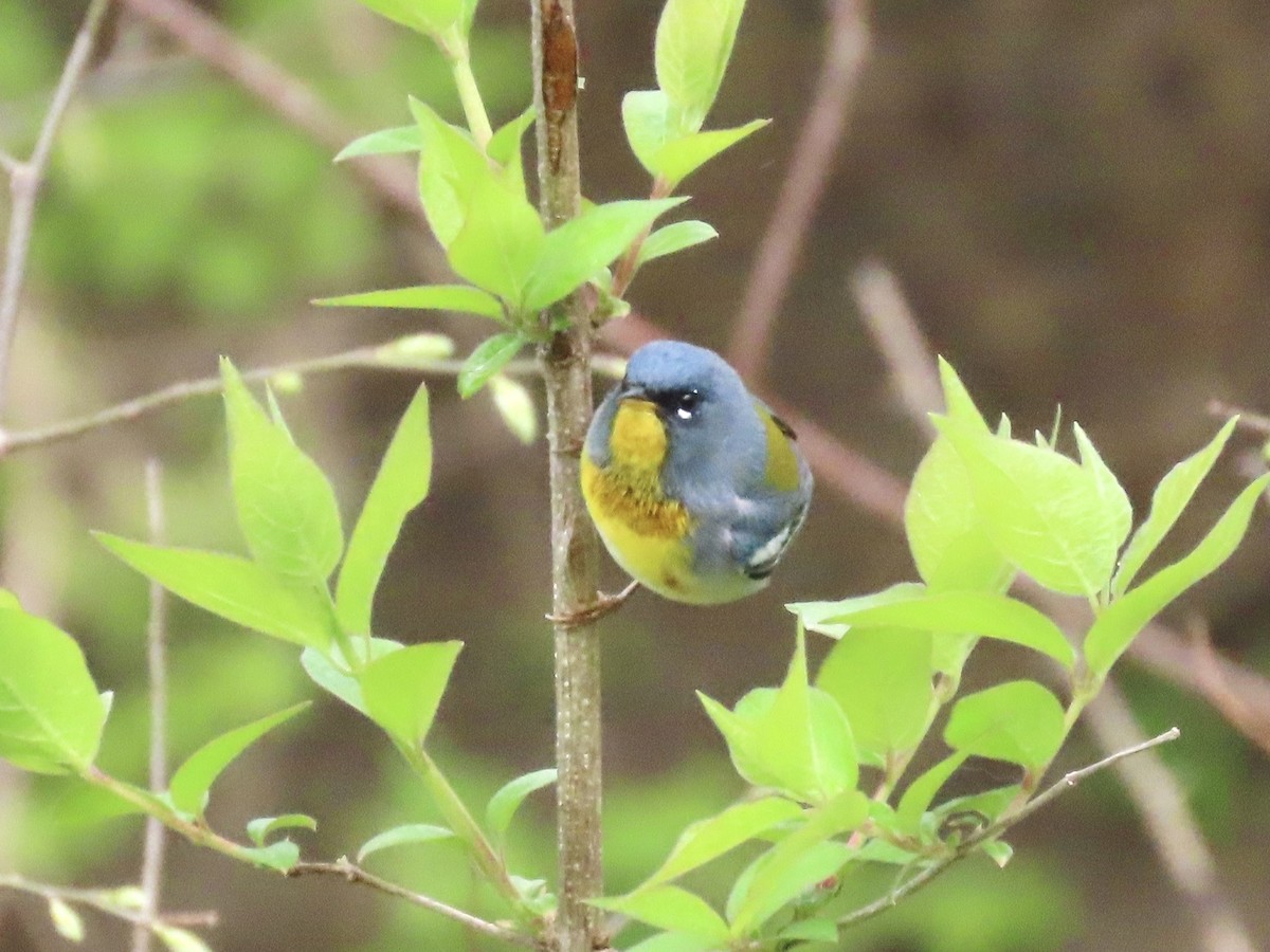 Northern Parula - Benjamin Murphy