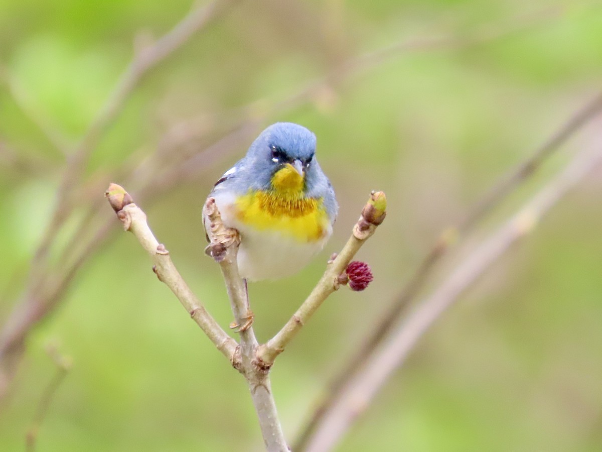 Northern Parula - ML442796321