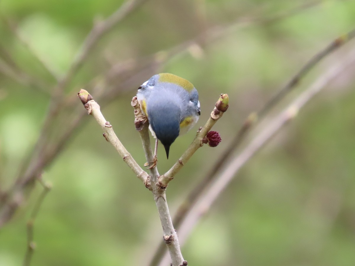 Parula Norteña - ML442796351