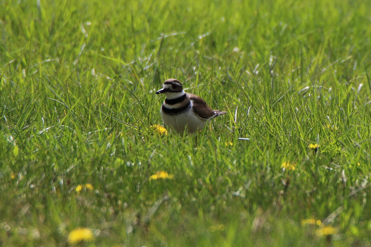 Killdeer - ML442796431