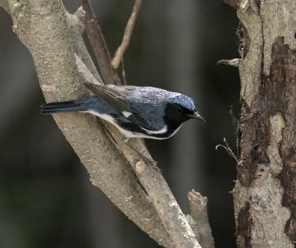 Black-throated Blue Warbler - ML442796481