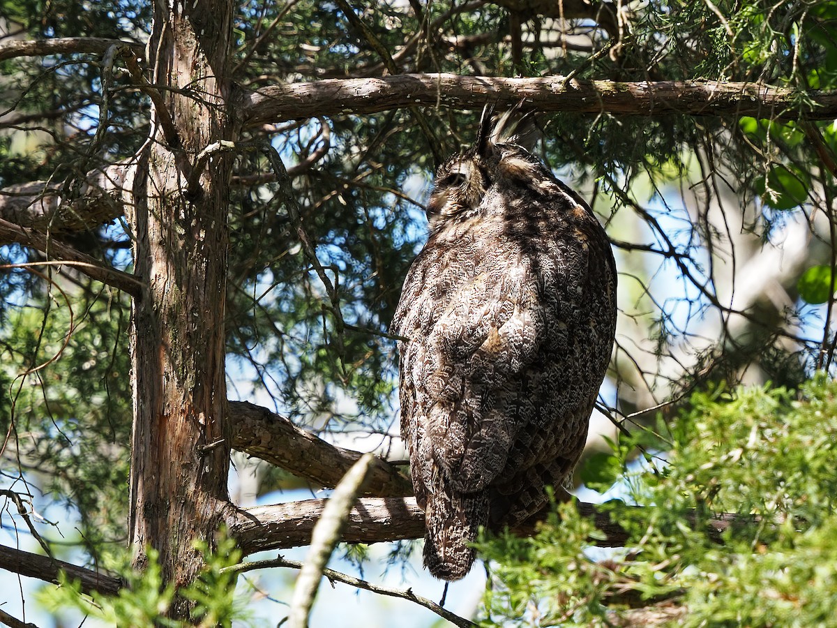 Great Horned Owl - ML442798581