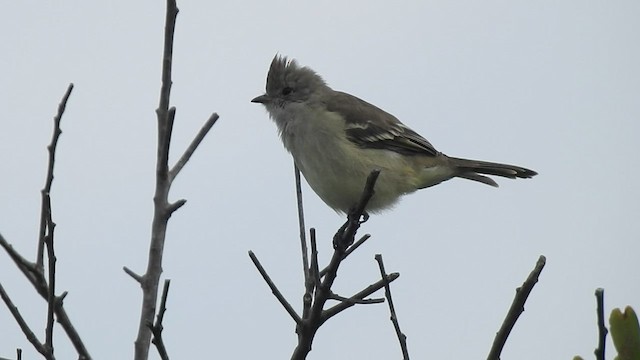 Yellow-bellied Elaenia - ML442799311