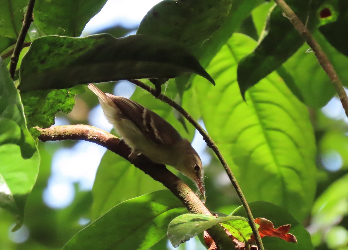 Cocos Tyrannulet - ML442800851