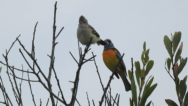 Yellow-bellied Elaenia - ML442801711