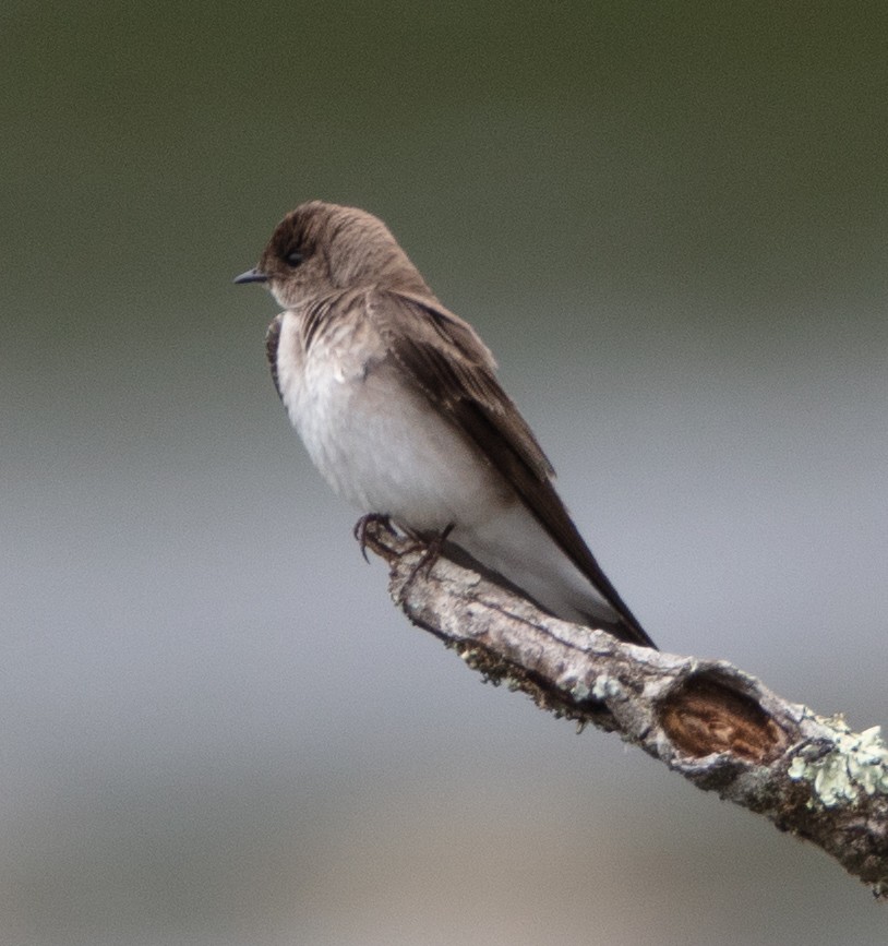 Northern Rough-winged Swallow - ML442804811
