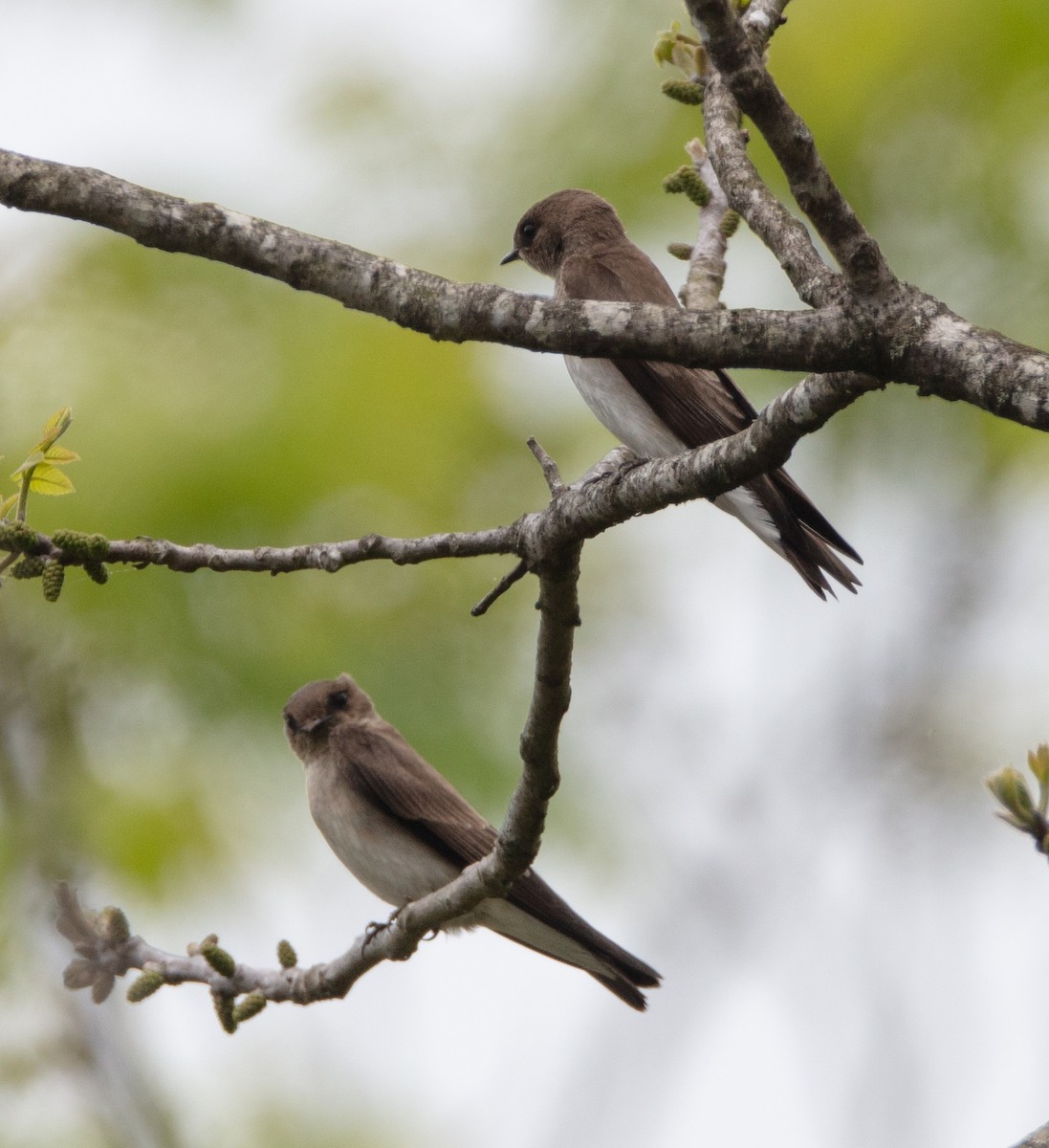 Northern Rough-winged Swallow - ML442804851