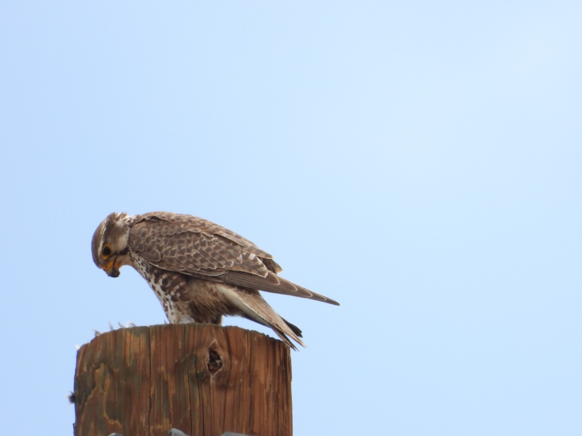 Prairie Falcon - ML442805021