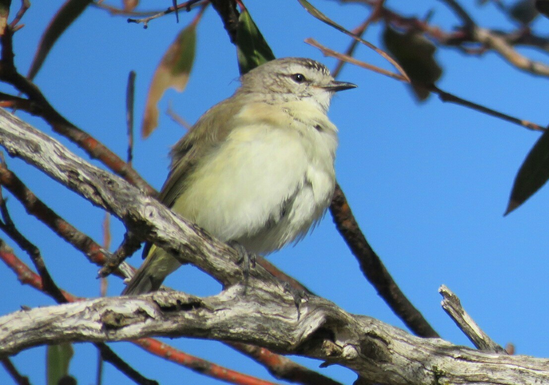 Yellow-rumped Thornbill - ML44280681