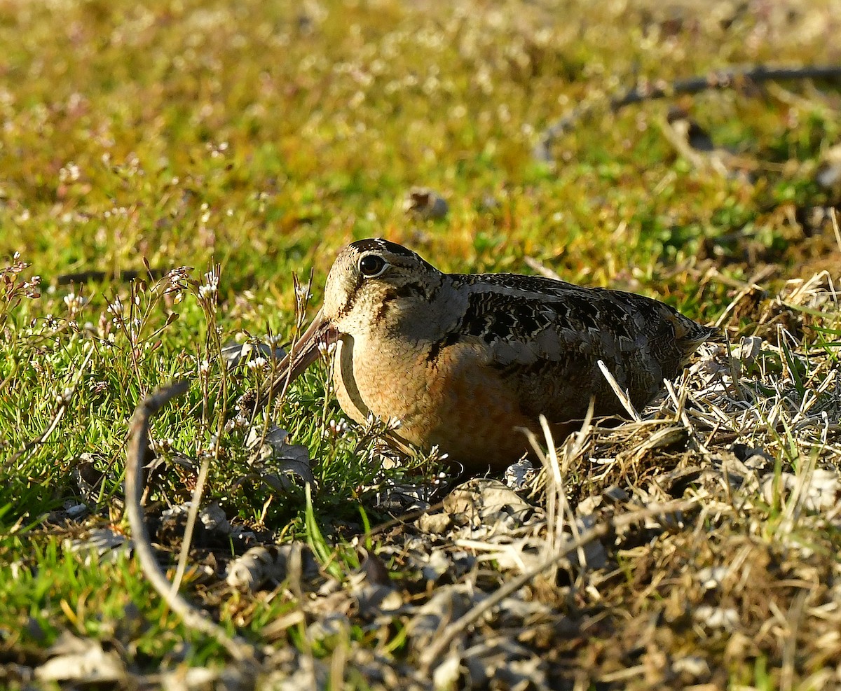 American Woodcock - François Hamel