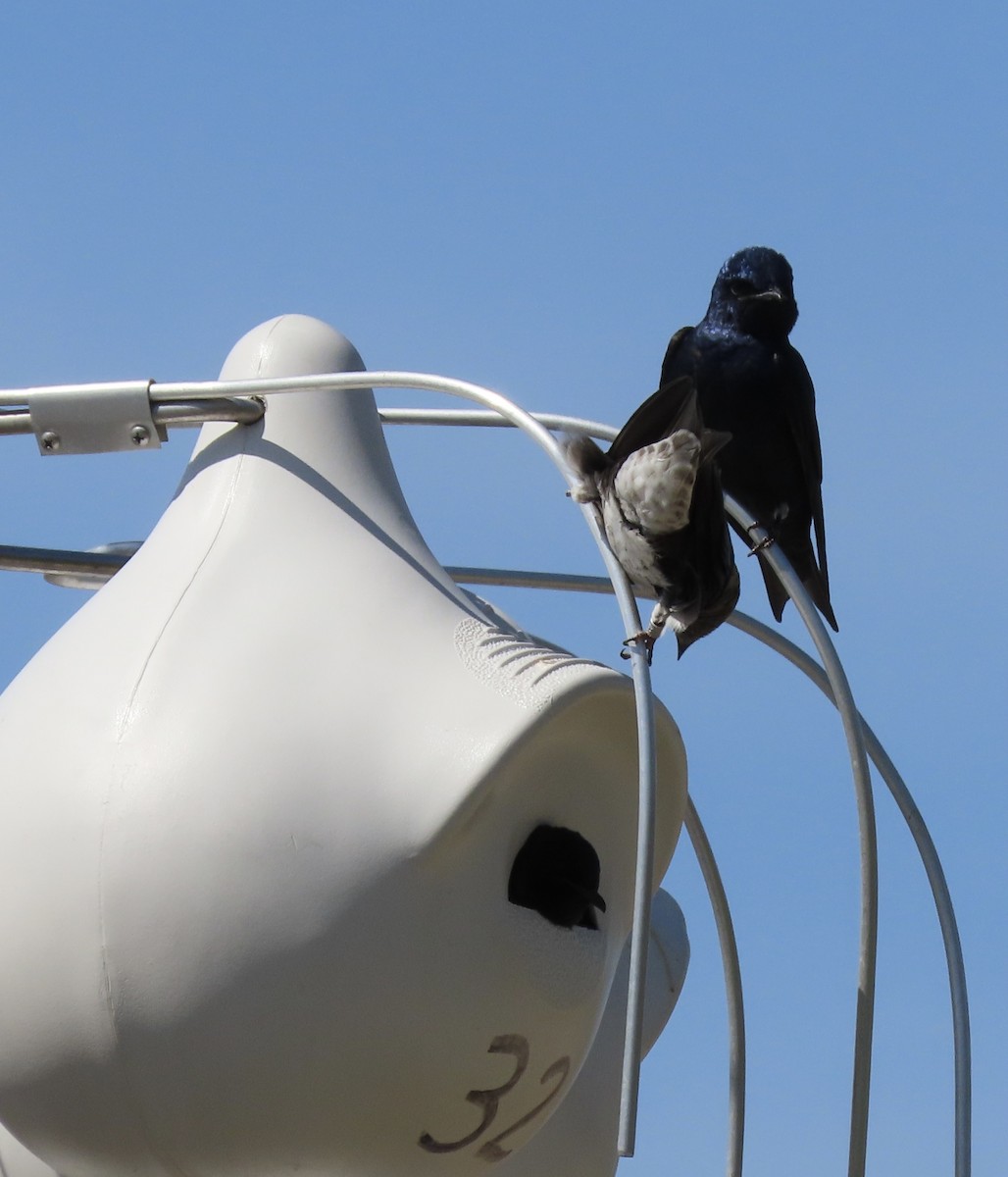 Purple Martin - ML442807821